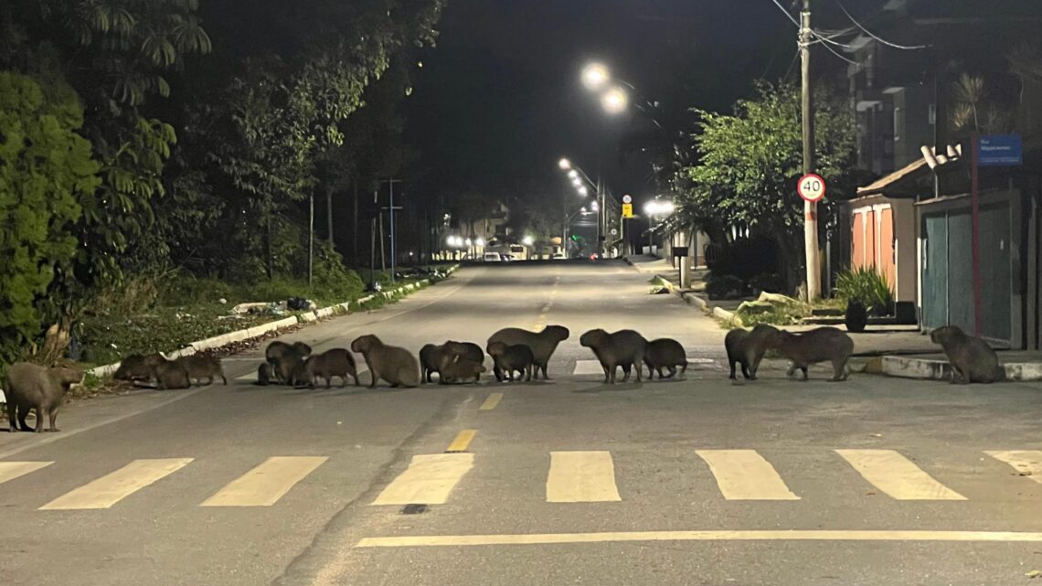 Fotógrafo de Maricá registra passeio de 20 capivaras