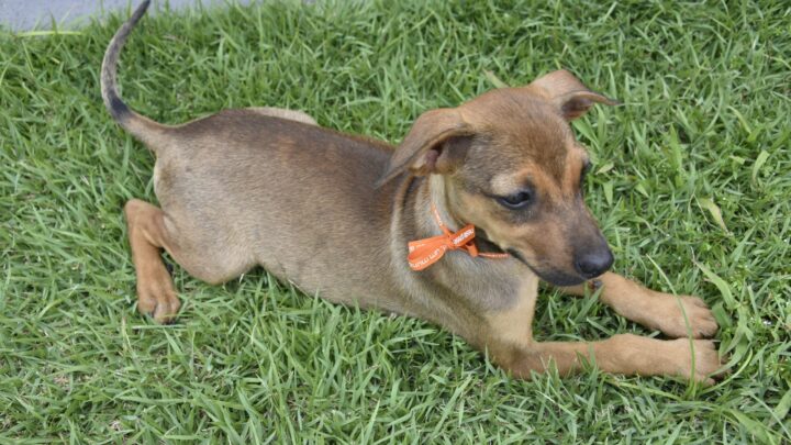 Campanha de adoção de cães e gatos acontece neste sábado (06/07) em Itaipuaçu