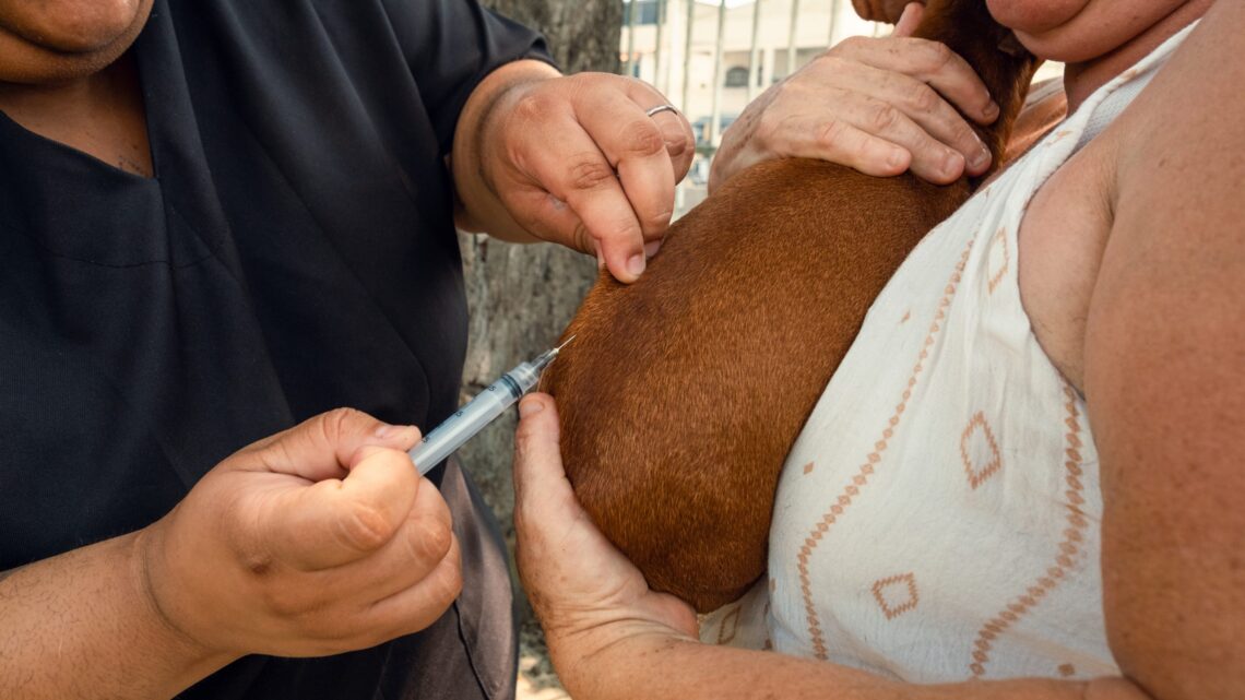 Saúde oferece nova oportunidade de vacinação antirrábica animal no Centro e em Itaipuaçu