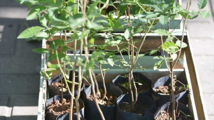 Secretaria de Cidade Sustentável divulga calendário de dezembro do programa Maricá+Verde