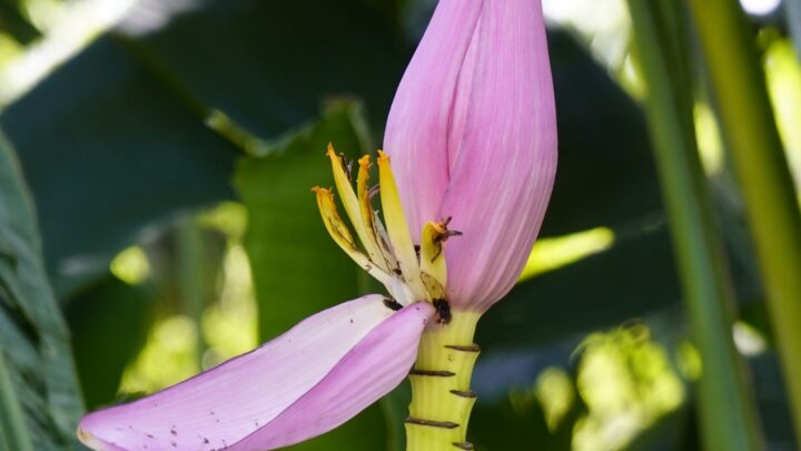 A exuberância das plantas tropicais invade os lares brasileiros
