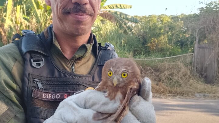 Guarda Municipal de Maricá resgata animais silvestres em Itaipuaçu