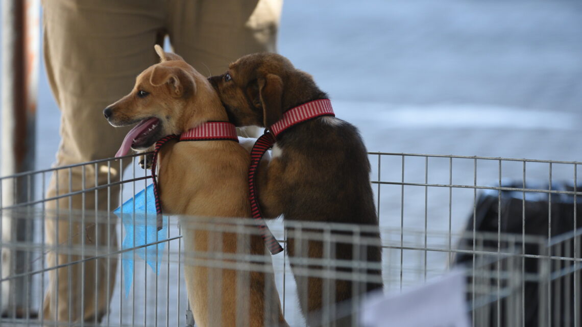 5° Edição da Feira de Adoção de Animais acontece neste sábado (10/05), no Cent 5° Edição da Feira de Adoção de Animais acontece neste sábado (10/05), no Cent