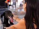 Cães e gatos encontram novos lares em Feira de Adoção de Animais no Centro