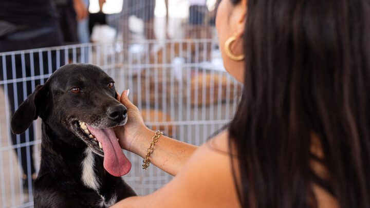 Cães e gatos encontram novos lares em Feira de Adoção de Animais no Centro