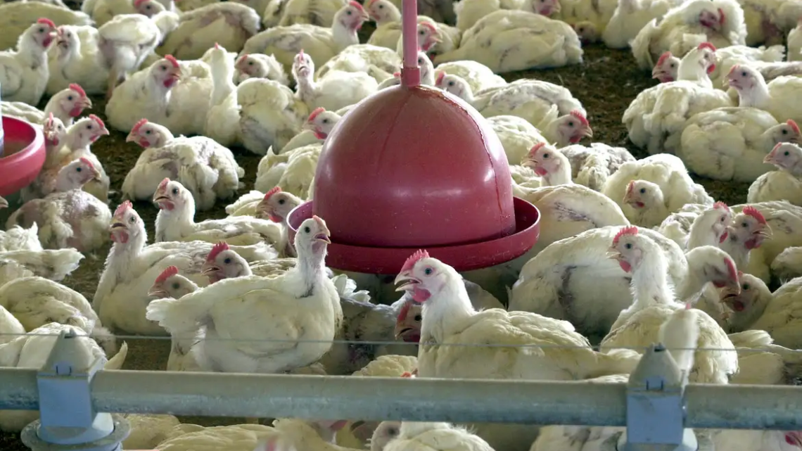 Agricultura confirma caso de gripe aviária em município do RS Agricultura confirma caso de gripe aviária em município do RS
