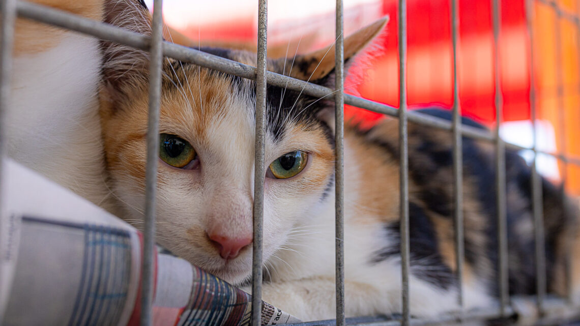 Secretaria de Bem-Estar Animal abre 100 vagas para Castração Solidária Secretaria de Bem-Estar Animal abre 100 vagas para Castração Solidária