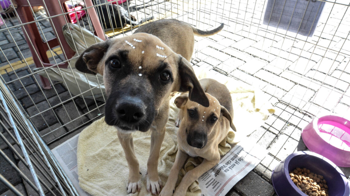 Maricá promove 9ª feira de adoção de cães e gatos neste sábado (26/07) Maricá promove 9ª feira de adoção de cães e gatos neste sábado (26/07)