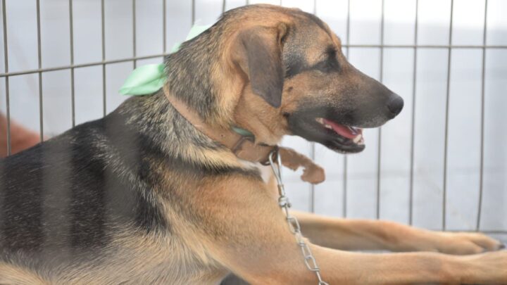 Maricá promove 8ª feira de adoção de cães e gatos neste sábado (19)