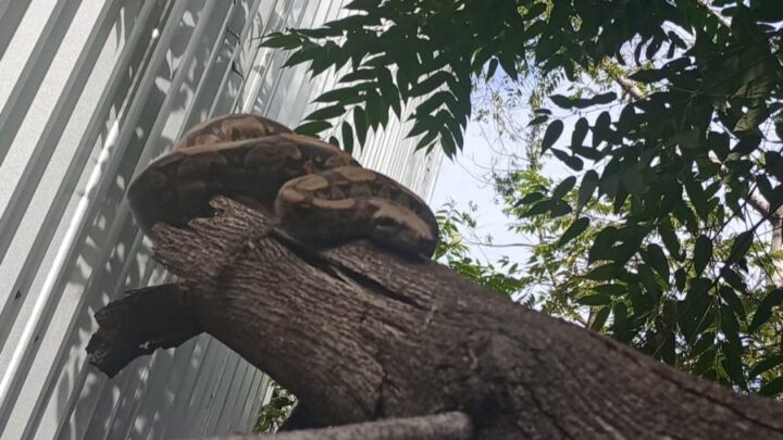 Guarda Municipal de Maricá resgata jiboia em residência no bairro de Inoã
