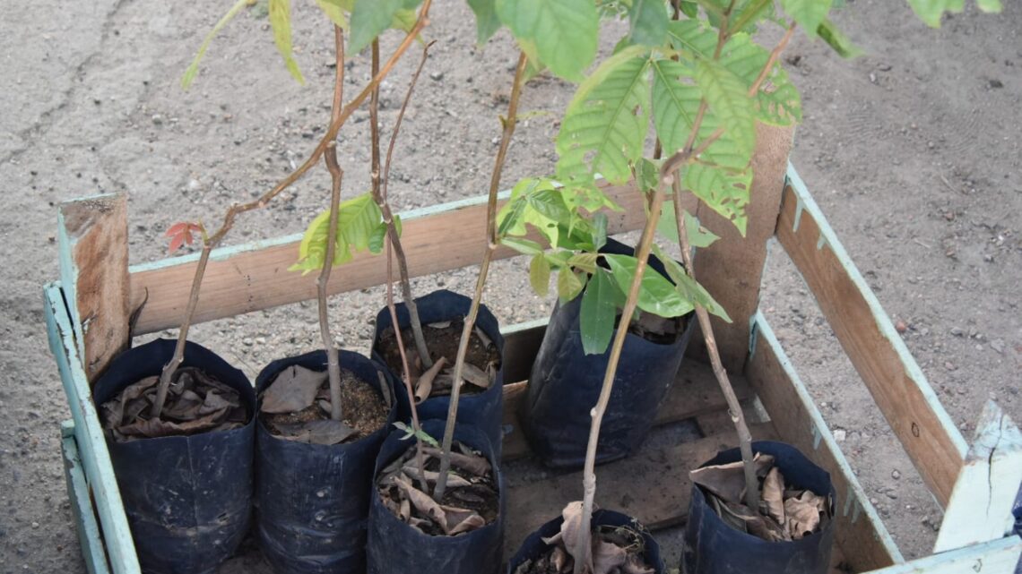 Secretaria de Meio Ambiente e Sustentabilidade divulga calendário de agosto do programa Maricá+Verde