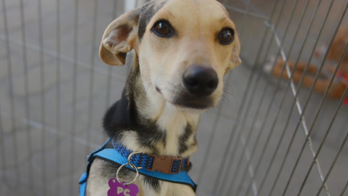 Prefeitura de Maricá promove Feira de Adoção de Cães e Gatos neste sábado (20/09) Prefeitura de Maricá promove Feira de Adoção de Cães e Gatos neste sábado (20/09)