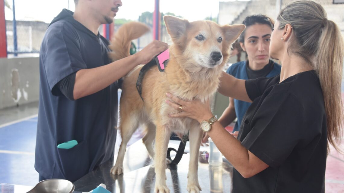 Maricá ultrapassa 5 mil castrações e amplia ações de proteção animal em 2025 Maricá ultrapassa 5 mil castrações e amplia ações de proteção animal em 2025