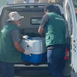 Prefeitura de Maricá resgata nove animais em situação de maus-tratos