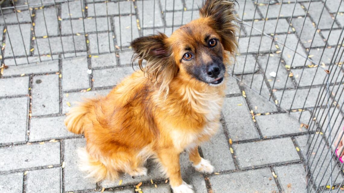 Maricá promove evento pelo bem-estar animal com adoção, pets vacinados e inscrições para castração