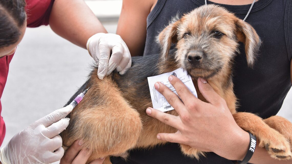 Prefeitura de Maricá vacina mais de 25 mil cães e gatos contra a raiva em 2025