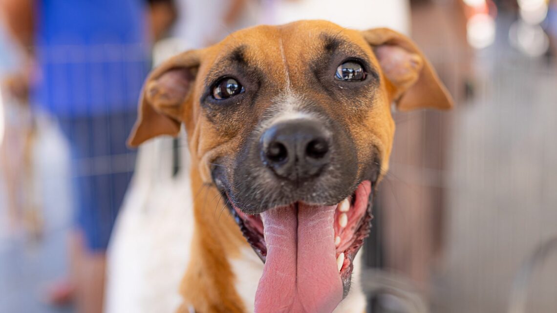 Prefeitura de Maricá realiza Castração Solidária para cães e gatos neste sábado (07/02)