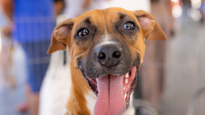 Prefeitura de Maricá realiza Castração Solidária para cães e gatos neste sábado (07/02)