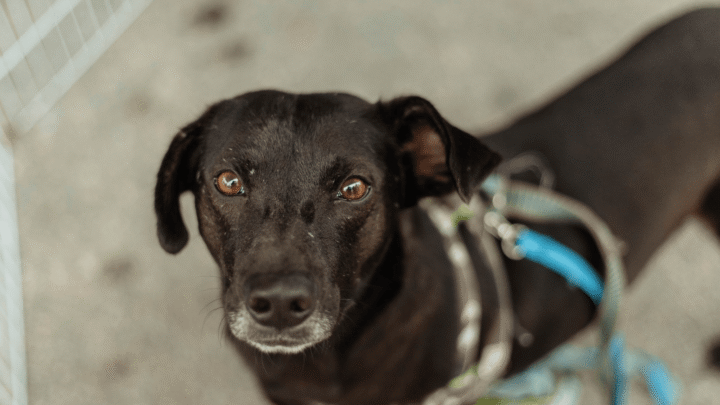 Prefeitura de Maricá realiza Castração Solidária para cães e gatos neste sábado (07/03)