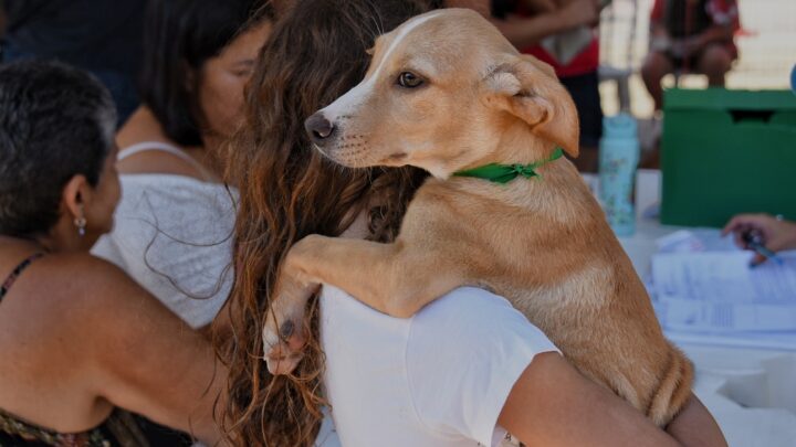Prefeitura de Maricá promove campanha de adoção de cães e gatos em Ponta Negra