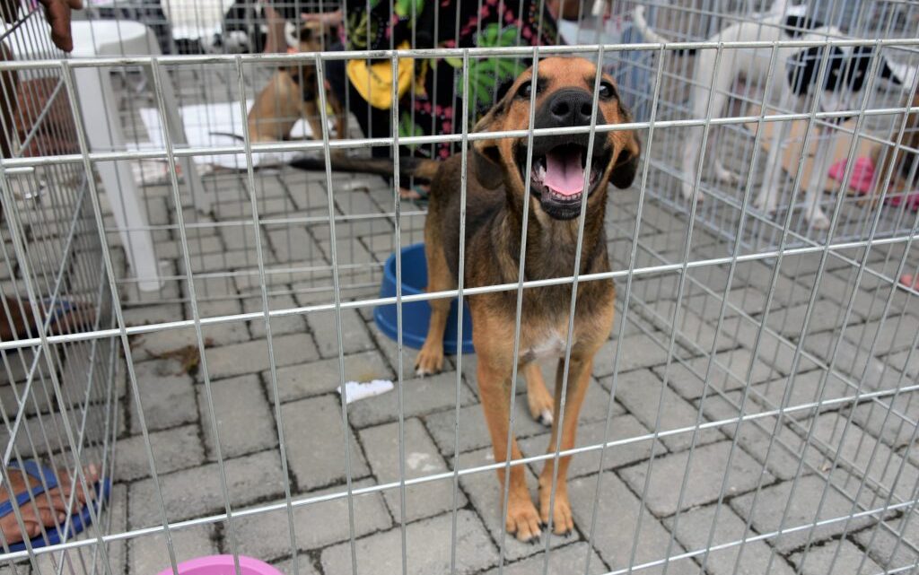 Prefeitura de Maricá realiza campanhas de adoção de animais neste sábado (18/7)