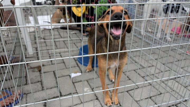 Prefeitura de Maricá realiza campanhas de adoção de animais neste sábado (18/7)