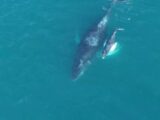 Baleia jubarte e filhote são avistados de passagem pelo Parque Estadual da Costa do Sol do Inea, na Região dos Lagos