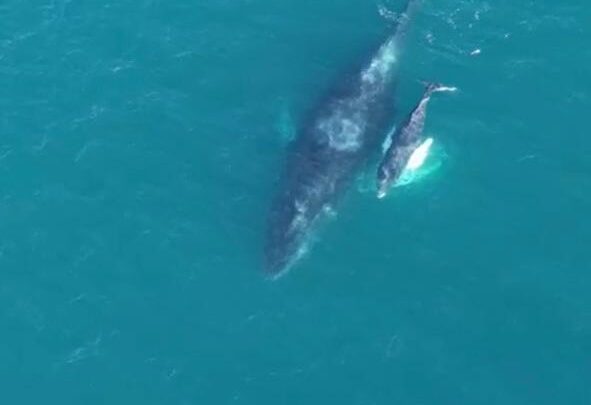 Baleia jubarte e filhote são avistados de passagem pelo Parque Estadual da Costa do Sol do Inea, na Região dos Lagos