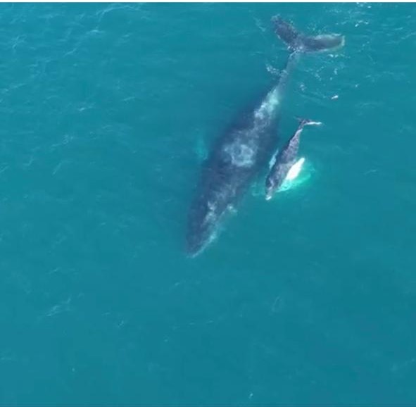 Baleia jubarte e filhote são avistados de passagem pelo Parque Estadual da Costa do Sol do Inea, na Região dos Lagos