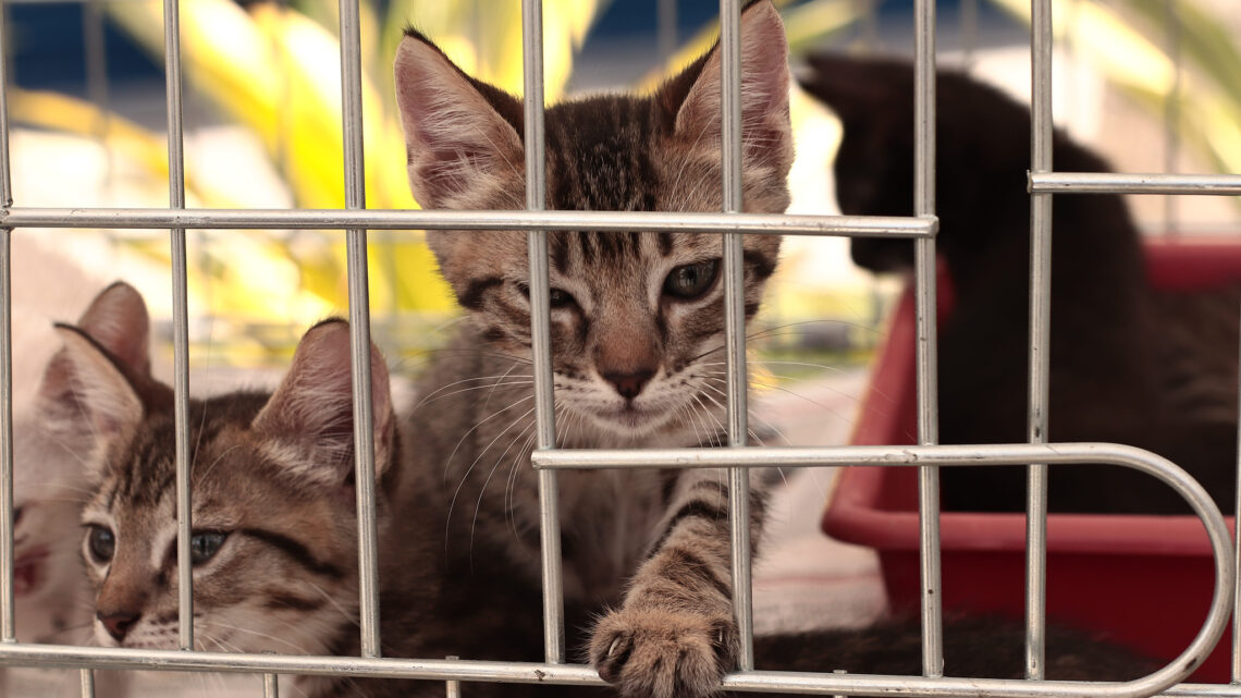 Maricá lança campanha itinerante de adoção responsável de cães e gatos