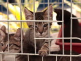 Maricá lança campanha itinerante de adoção responsável de cães e gatos