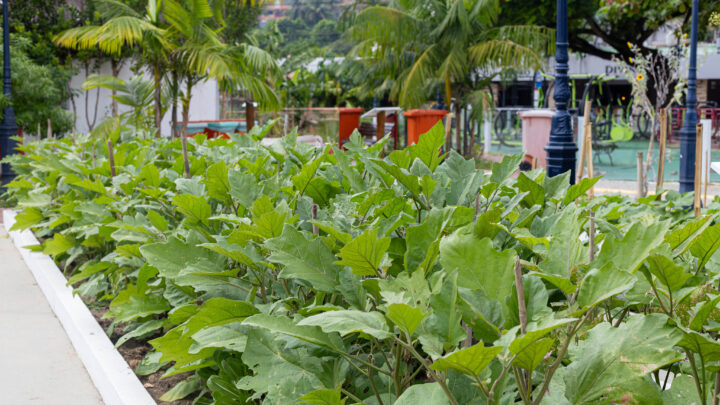 Produção agroecológica de Maricá garante alimentos frescos para milhares de pessoas