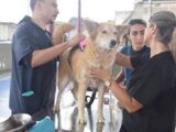 Maricá inicia mutirões gratuitos de cadastro e microchipagem de pets neste sábado (5/9)