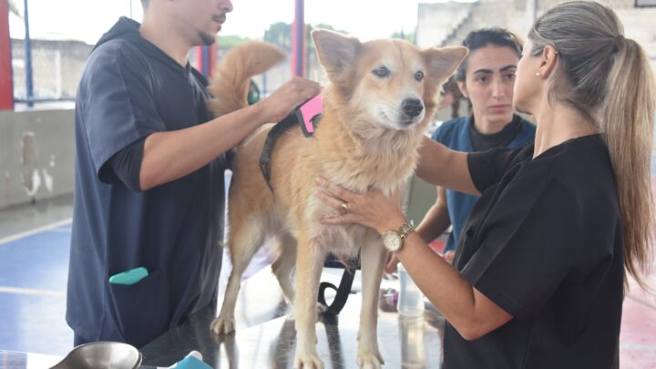 Maricá inicia mutirões gratuitos de cadastro e microchipagem de pets neste sábado (5/9)